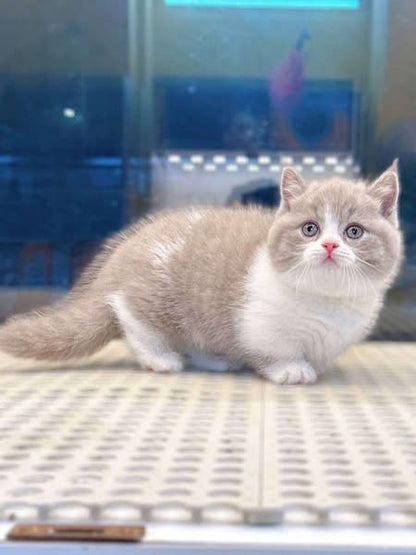 Munchkin