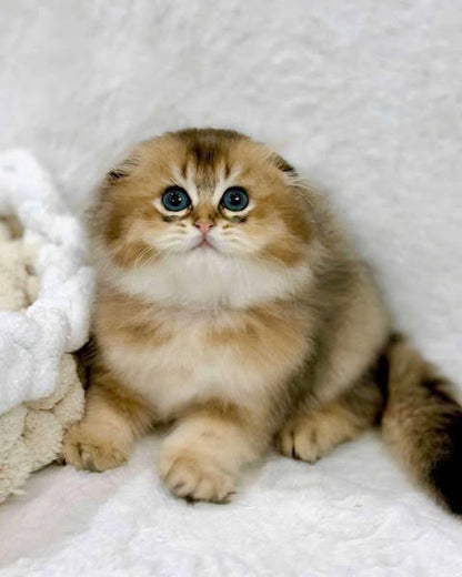 Scottish Fold Longhair