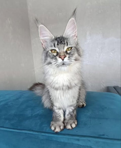 Maine Coon