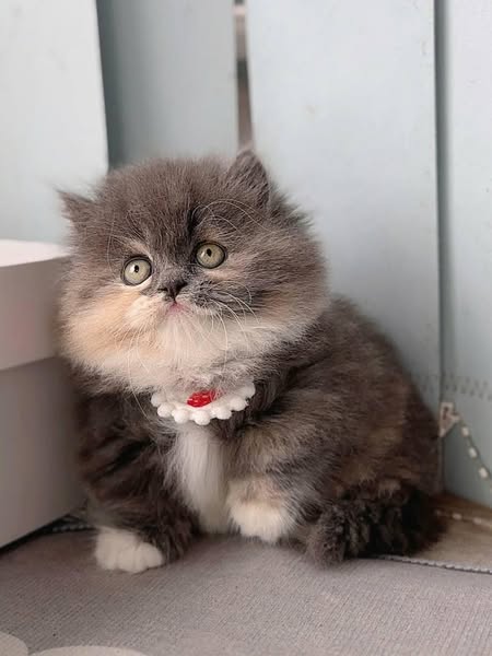 Munchkin Longhair