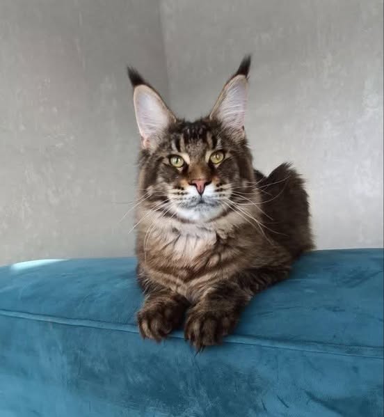 Maine Coon