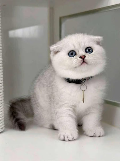 Scottish Fold