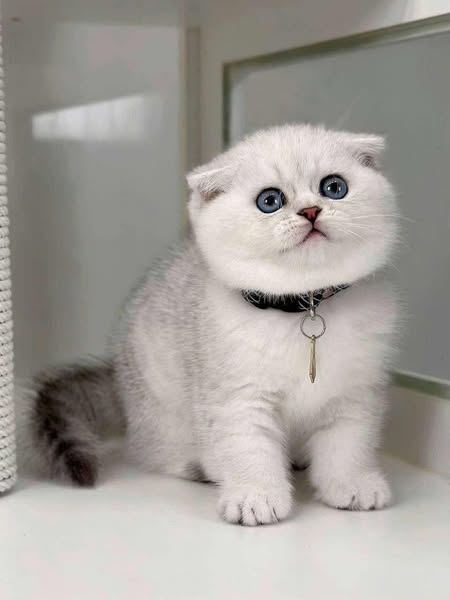 Scottish Fold