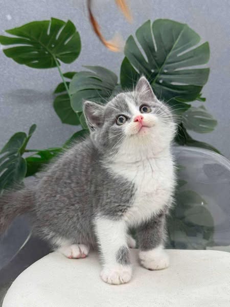 British Shorthair