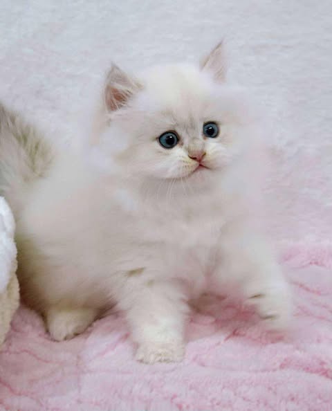 British Longhair