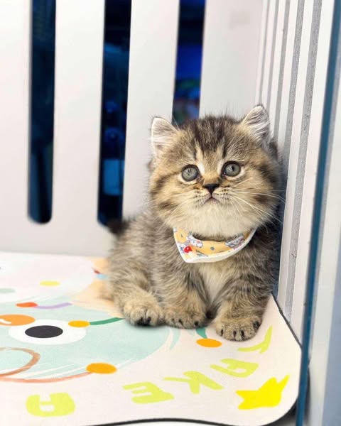 Munchkin