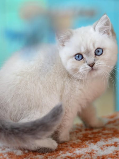 British Shorthair