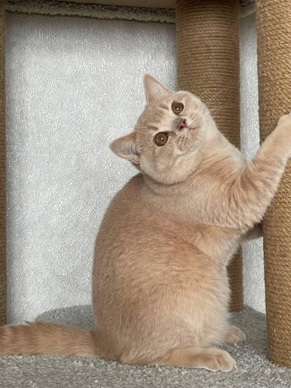 British Shorthair