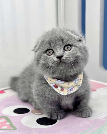 Munchkin Fold