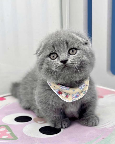 Munchkin Fold