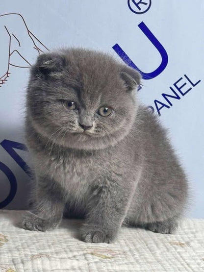 Scottish Fold