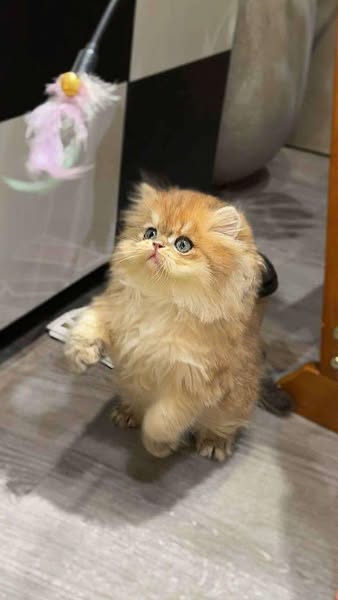 British Longhair