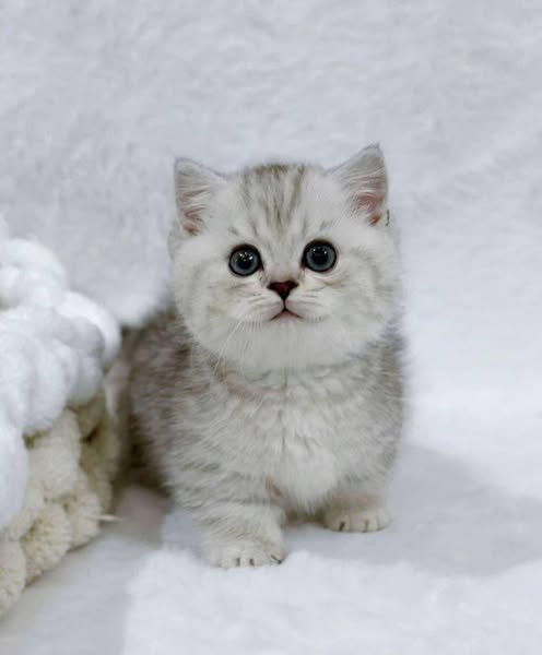 Munchkin