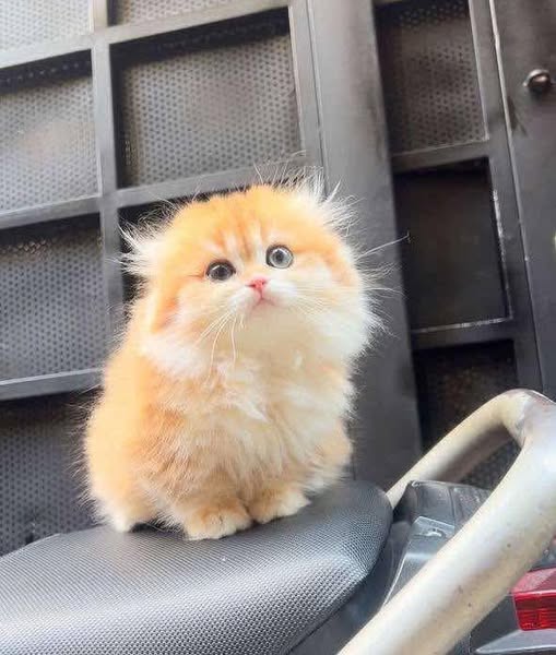 Munchkin Fold Longhair