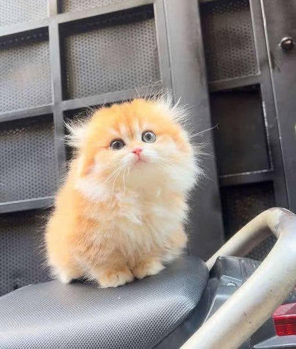 Munchkin Fold Longhair