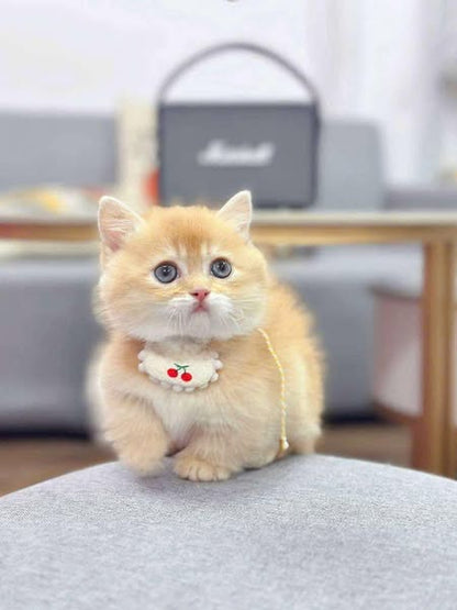 Munchkin