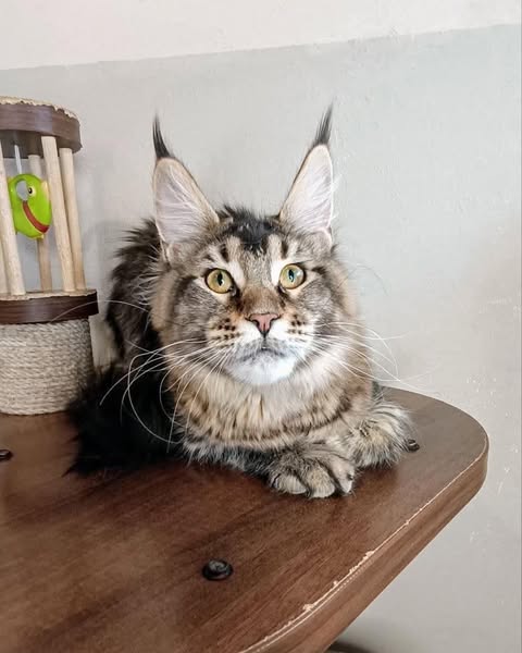 Maine Coon