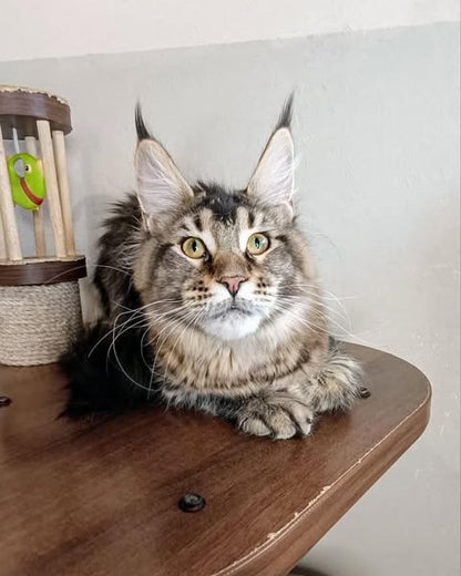 Maine Coon