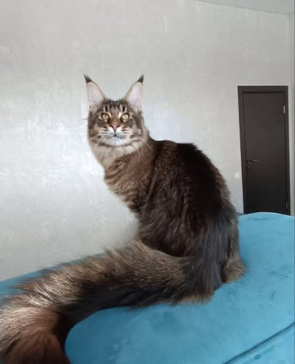 Maine Coon