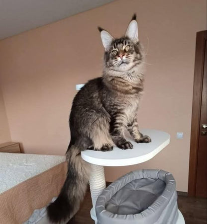 Maine Coon