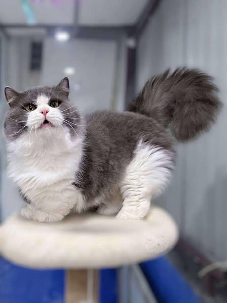 Munchkin Longhair