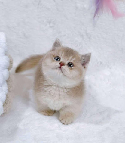Munchkin