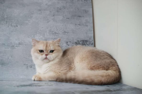 British Shorthair