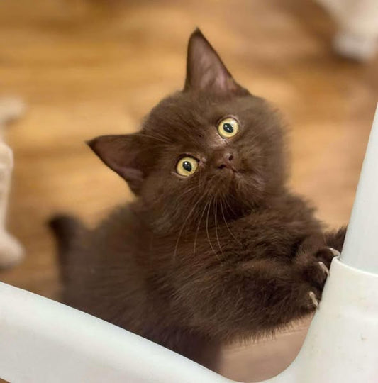 Munchkin