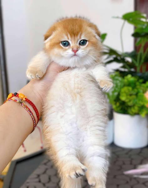 Munchkin Fold