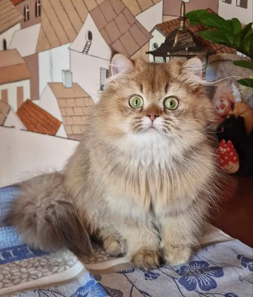 British Longhair