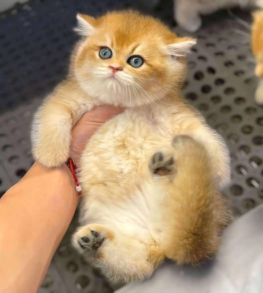 British Shorthair
