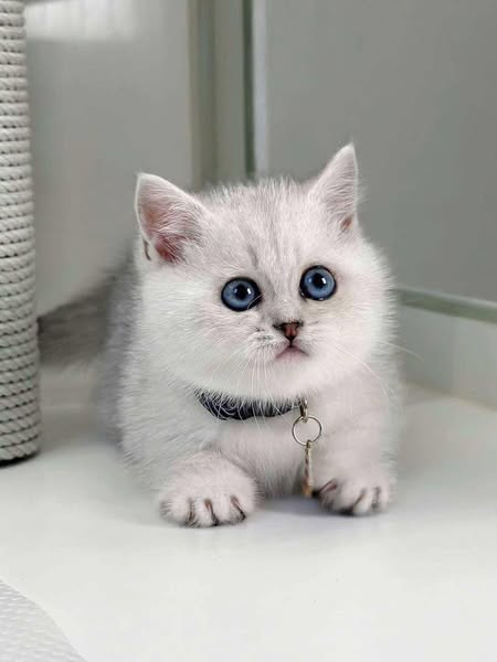 Munchkin