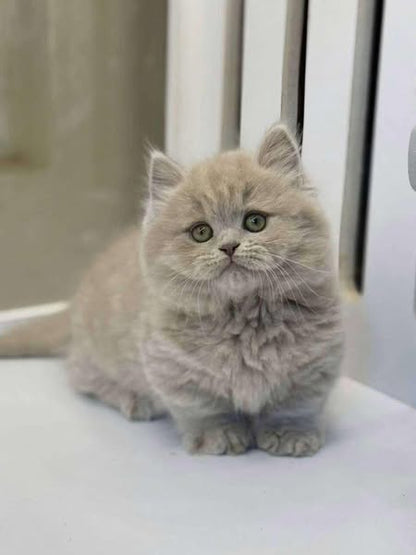 Munchkin Longhair