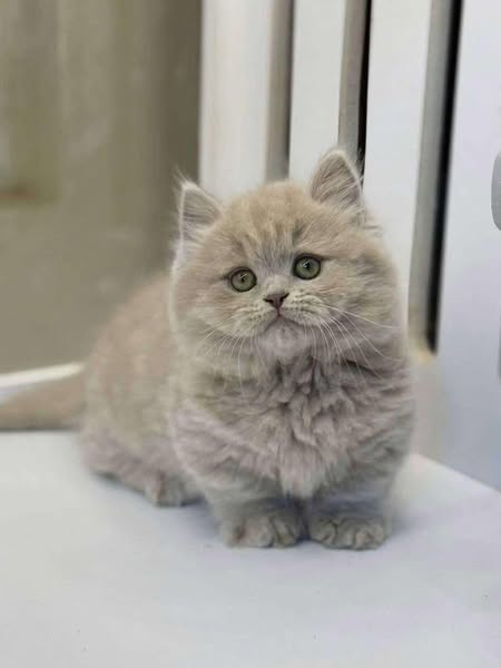 Munchkin Longhair