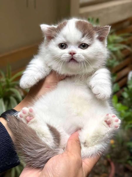 Munchkin