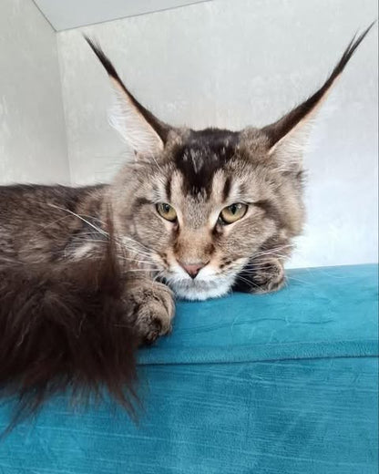 Maine Coon