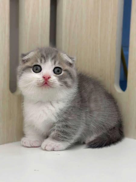 Munchkin Fold