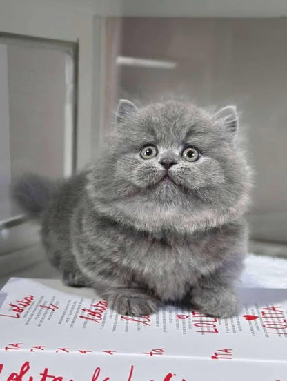 Munchkin Longhair