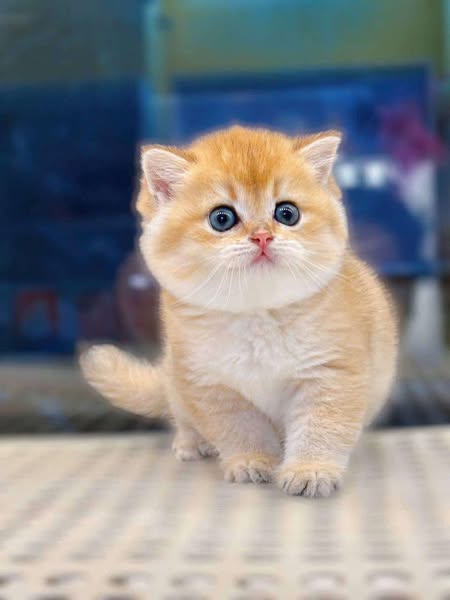 British Shorthair