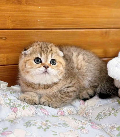Scottish Fold