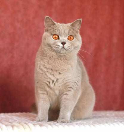 British Shorthair