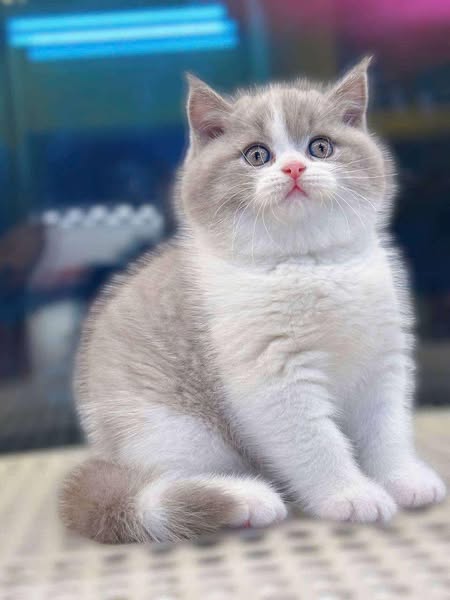 British Shorthair