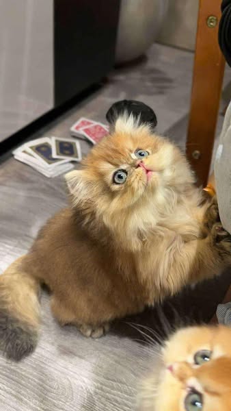 British Longhair