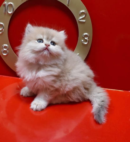 British Longhair