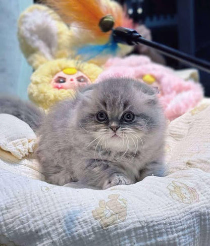 Munchkin Fold Longhair