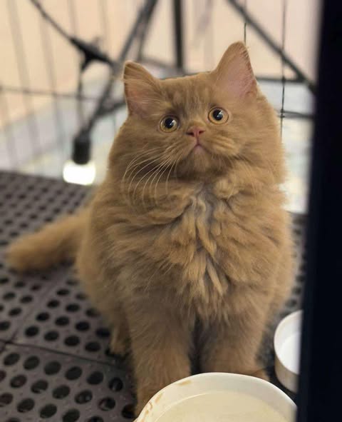 British Longhair