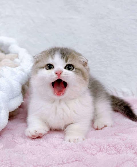 Munchkin Fold
