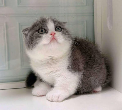 Munchkin Fold