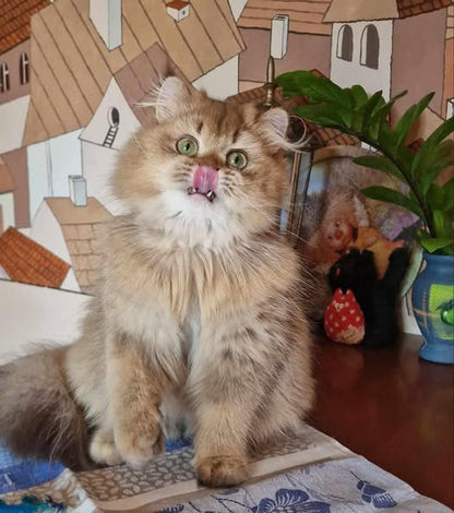 British Longhair