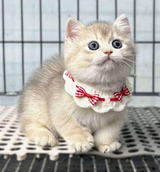 Munchkin